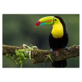 fototapety-416x290-piekny-tukan-na-galezi