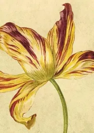 karnet-st444-b6-koperta-zolty-tulipan