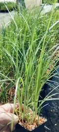 cyperus-longus-cibora-dluga-dekoracyjna-roslina-do-oczka-ogrodu