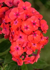 floks-wiechowaty-czerwony-flame-watermelon-p11-do-ogrodu-wieloletni-30cm