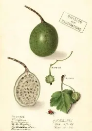 karnet-b6-z-koperta-marakuja