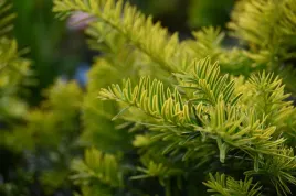 cis-pospolity-summergold-taxus-baccata-zlocisty-zimozielony-krzew
