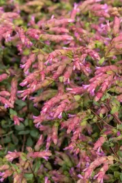 oregano-bristol-cross-origanum-vulgare