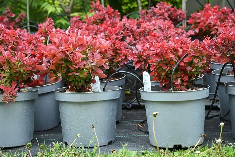 berberys-thunberga-ruby-star-berberis-thunbergii