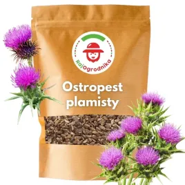ostropest-plamisty-100g-dla-pszczol-na-poplon-rekultywacje-gleby-miododajny