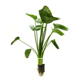 echinodorus-mix-xxl-roslina-do-akwarium