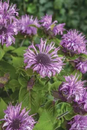 pysznoglowka-fioletoa-bee-pretty-w-doniczce-c2-do-ogrodu-piekne-kwiaty