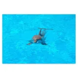 baner-200x135-delfin