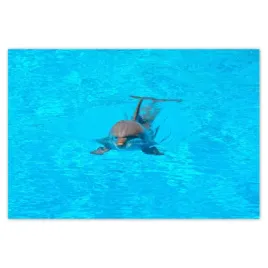 baner-200x135-delfin