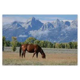 baner-200x135-kon-na-prerii