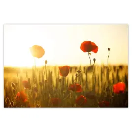 baner-200x135-maki-o-wschodzie-slonca
