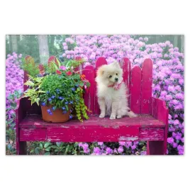 baner-200x135-pies-piesek-psiaki