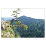 baner-200x135-samotne-drzewo