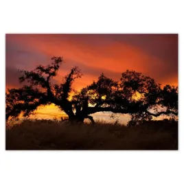 baner-200x135-akacja-w-afryce