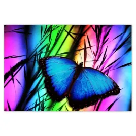 baner-200x135-niebieski-motylek