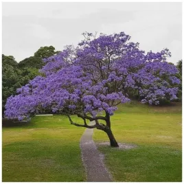 paulownia-cesarska-drzewo-tlenowe-szybkorosnace-drzewko-szczescia-kwitnie