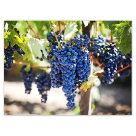 baner-135x100-wino-winogrona-winnica