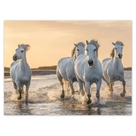 baner-135x100-dzikie-konie-wild-horses