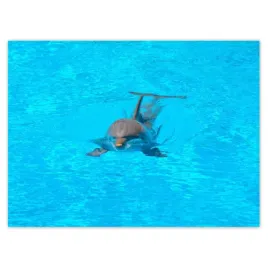 baner-135x100-delfin