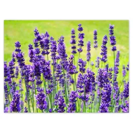 baner-135x100-kwiaty-lawendy