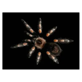 baner-135x100-wielka-tarantula-pajak