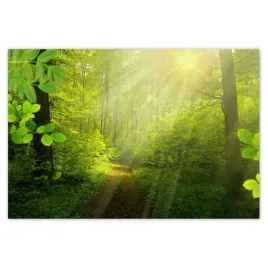 baner-185x125-magiczny-las-promienie