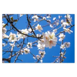 baner-185x125-kwiat-jabloni