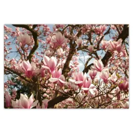 baner-185x125-magnolie-kwiaty-blekit