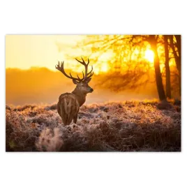 baner-120x80-jelen-o-wschodzie-slonca