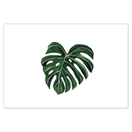 baner-185x125-monstera-deliciosa-lisc