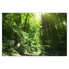baner-120x80-magiczny-las-krajobraz
