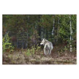 baner-185x125-wilk-wilki-wolf