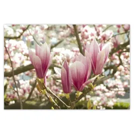 baner-185x125-magnolia