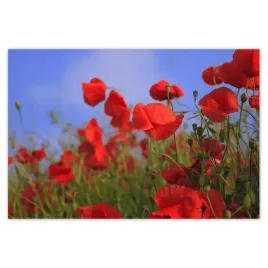 baner-185x125-maki-na-tle-nieba