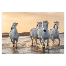 baner-120x80-dzikie-konie-wild-horses