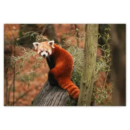 baner-185x125-pandka-ruda-panda-mala-panda-czerwona-mniejsza