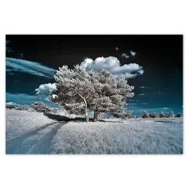 baner-155x105-drzewko