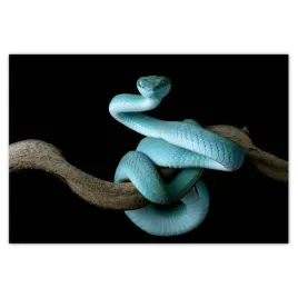 baner-155x105-niebieski-viper-snake