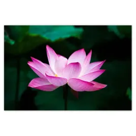 baner-120x80-kwiat-lotosu