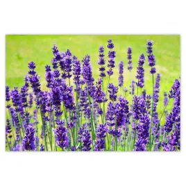 baner-120x80-kwiaty-lawendy