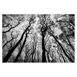 baner-120x80-las-drzewa-widok-z-dolu