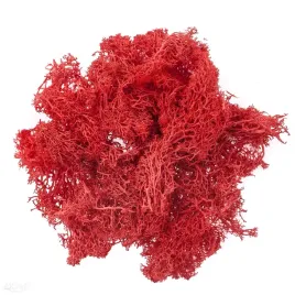 mech-czerwony-30g-dpcraft-ozodbny-dekoracyjny-naturalny-czerwien-red-diy