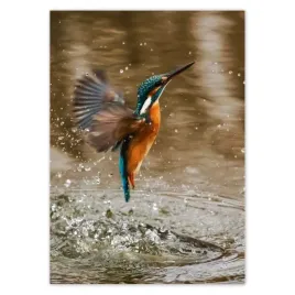 baner-50x70-ptaszek-pijacy-wode-ptak