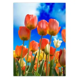 baner-50x70-kolorowe-tulipany-kwiaty