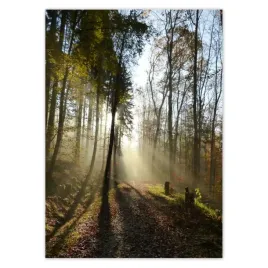 baner-50x70-wschod-slonca-w-lesie