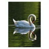 baner-50x70-labedz