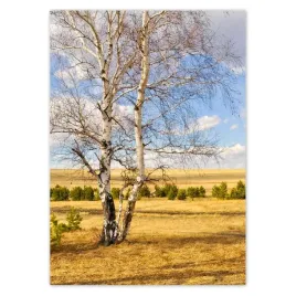 baner-50x70-brzoza-na-polu-pejzaz