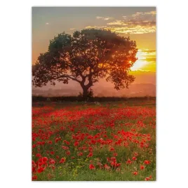 baner-50x70-maki-na-polu-pejzaz