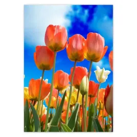 baner-70x100-kolorowe-tulipany-kwiaty