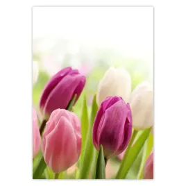 baner-70x100-piekne-tulipany